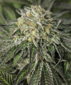 Amherst Diesel Feminized Cannabis Seeds | Amherst Diesel Strain | The Seed Fair