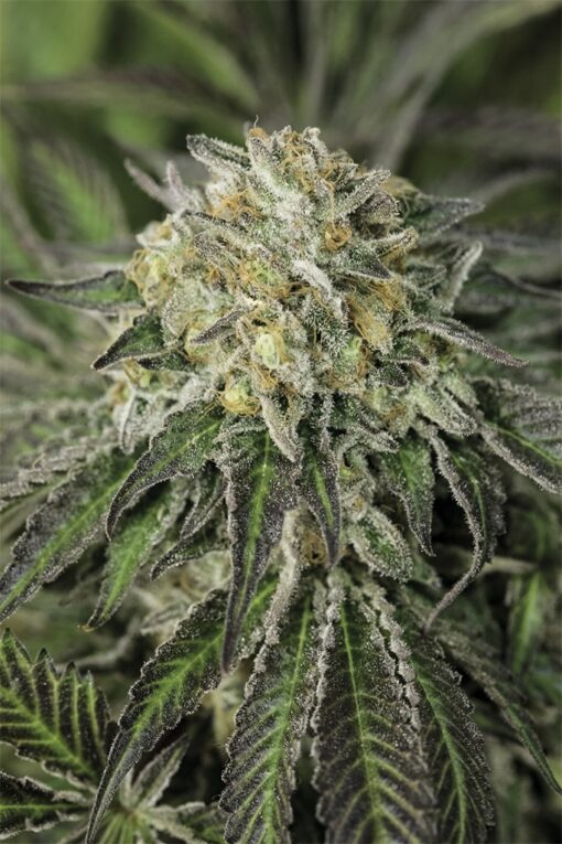 Amherst Diesel Feminized Cannabis Seeds | Amherst Diesel Strain | The Seed Fair