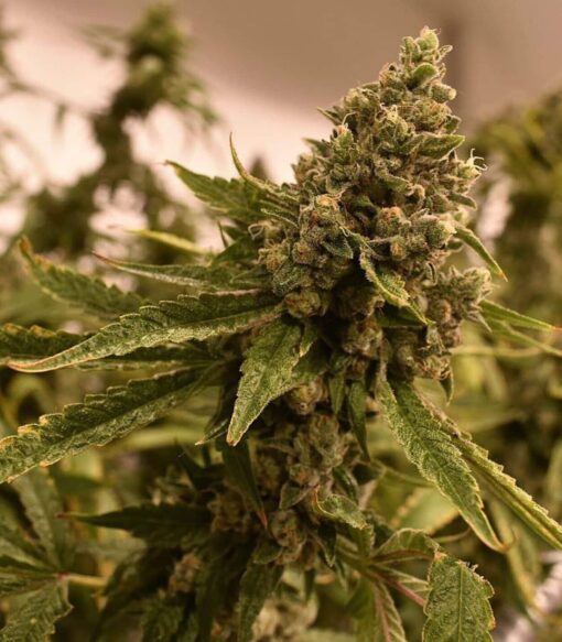 Ancient Kush Feminized Cannabis Seeds | Ancient Kush Strain | The Seed Fair