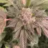 Ape Shit Feminized Cannabis Seeds | Ape Shit Strain | The Seed Fair
