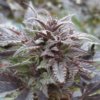 Arctic Sun Feminized Cannabis Seeds | Arctic Sun Strain | The Seed Fair