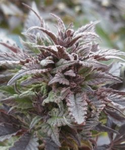 Arctic Sun Feminized Cannabis Seeds | Arctic Sun Strain | The Seed Fair