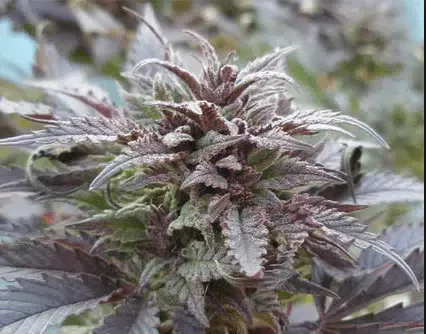 Arctic Sun Feminized Cannabis Seeds | Arctic Sun Strain | The Seed Fair