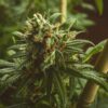 Athabasca Feminized Cannabis Seeds | Athabasca Strain | The Seed Fair