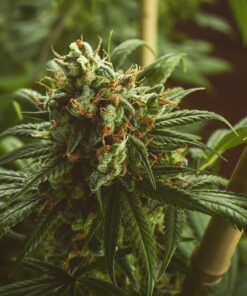 Athabasca Feminized Cannabis Seeds | Athabasca Strain | The Seed Fair