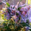 Aurora Feminized Cannabis Seeds | Aurora Feminized Strain | The Seed Fair