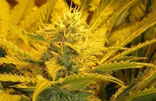 Avalon Feminized Cannabis Seeds | Avalon Feminized Strain | The Seed Fair