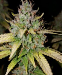 Bandana Feminized Cannabis Seeds | Bandana Feminized Strain | The Seed Fair