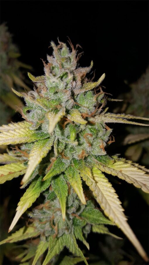 Bandana Feminized Cannabis Seeds | Bandana Feminized Strain | The Seed Fair