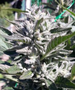 Bio Diesel Feminized Cannabis Seeds | Bio Diesel Strain | The Seed Fair