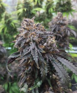 Black Afghan Feminized Cannabis Seeds | Black Afghan Strain | The Seed Fair