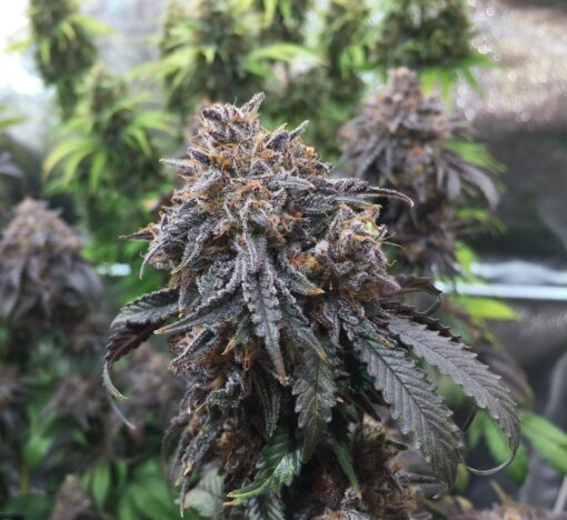 Black Afghan Feminized Cannabis Seeds | Black Afghan Strain | The Seed Fair