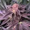 Black Cherry Feminized Cannabis Seeds | Black Cherry Strain | The Seed Fair