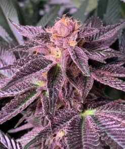 Black Cherry Feminized Cannabis Seeds | Black Cherry Strain | The Seed Fair