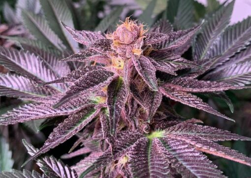 Black Cherry Feminized Cannabis Seeds | Black Cherry Strain | The Seed Fair