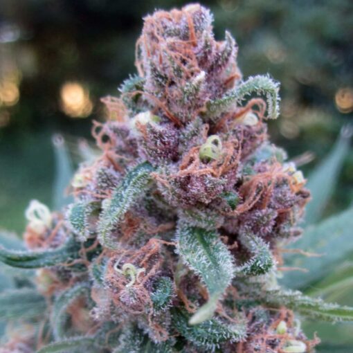 Black Cherry Soda Feminized Cannabis Seeds | Black Cherry Strain | The Seed Fair