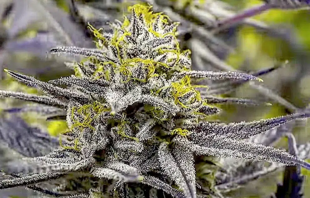 Blackberry Pie Feminized Cannabis Seeds | Blackberry Pie Strain | The Seed Fair