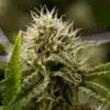 Blackwater Feminized Cannabis Seeds | Blackwater Feminized Strain | The Seed Fair
