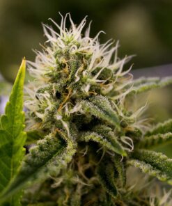 Blackwater Feminized Cannabis Seeds | Blackwater Feminized Strain | The Seed Fair