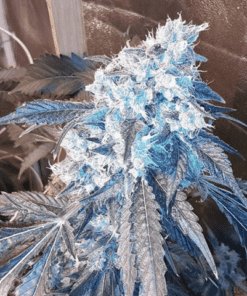 Blue Crack Feminized Cannabis Seeds | Blue Crack Strain | The Seed Fair