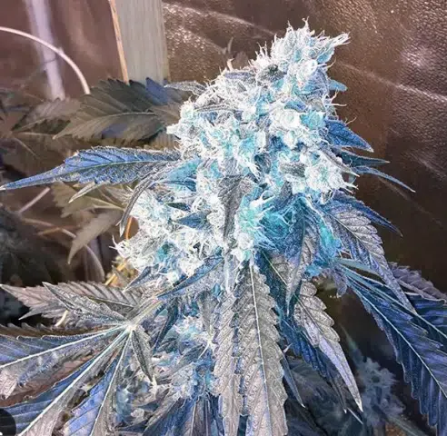 Blue Crack Feminized Cannabis Seeds | Blue Crack Strain | The Seed Fair