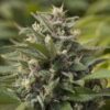 Blue Dragon Feminized Cannabis Seeds | Blue Dragon Strain | The Seed Fair