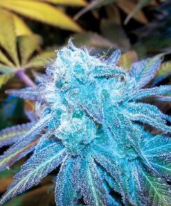Blue Frost Feminized Cannabis Seeds | Blue Frost Strain | The Seed Fair