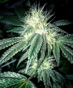 Blue Knight Feminized Cannabis Seeds | Blue Knight Strain | The Seed Fair
