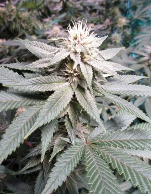 Blue Persuasion Feminized Cannabis Seeds | Blue Persuasion Strain | The Seed Fair