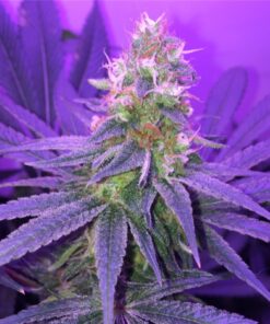 Blueberry Waltz Feminized Cannabis Seeds | Blueberry Waltz Strain | The Seed Fair