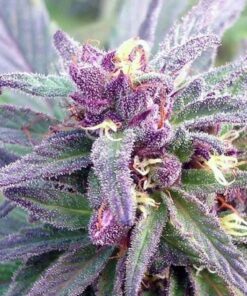 Blueberry Yum Yum Feminized Cannabis Seeds | Blueberry Yum Strain | The Seed Fair