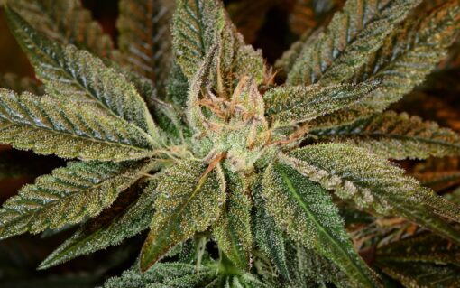 Bubba Tom Hayes Feminized Seeds | Bubba Tom Hayes Strain | The Seed Fair