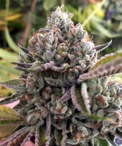 Butter OG Feminized Cannabis Seeds | Butter OG Strain | The Seed Fair