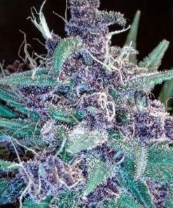 C4 Feminized Cannabis Seeds | C4 Feminized Strain | The Seed Fair