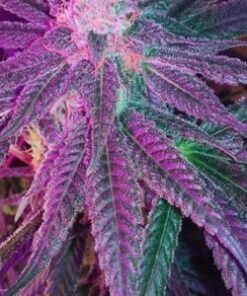 Cadillac Purple Feminized Cannabis Seeds | Cadillac Purple Strain | The Seed Fair