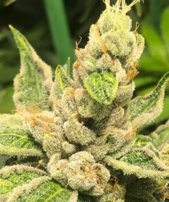 Cascadia Kush Feminized Cannabis Seeds | Cascadia Kush Strain | The Seed Fair