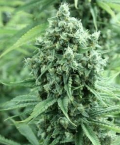 Casey Jones Feminized Cannabis Seeds | Casey Jones Strain | The Seed Fair