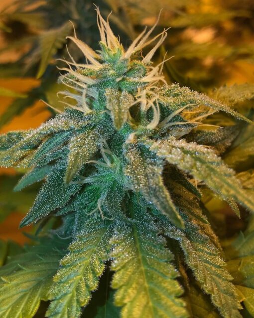 Champagne Kush Feminized Cannabis Seeds | Champagne Kush Strain | The Seed Fair