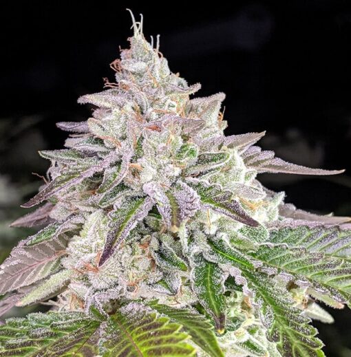 Chem Crush Feminized Cannabis Seeds | Chem Crush Strain | The Seed Fair