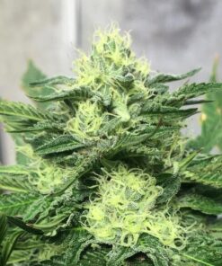 Chem Scout Feminized Cannabis Seeds | Chem Scout Strain | The Seed Fair