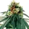 Chem Valley Kush Feminized Cannabis Seeds | Chem Valley Strain | The Seed Fair