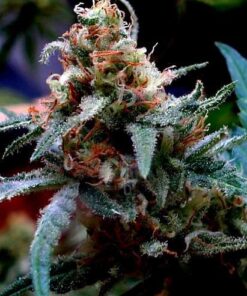 Chemo Feminized Cannabis Seeds | Chemo Feminized Strain | The Seed Fair