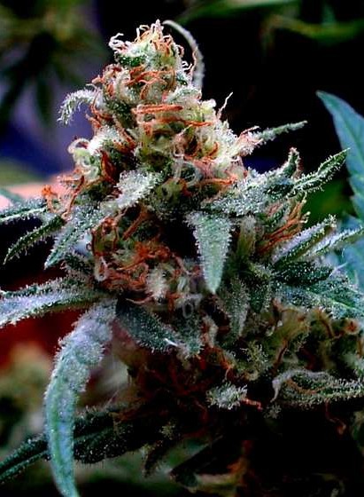 Chemo Feminized Cannabis Seeds | Chemo Feminized Strain | The Seed Fair