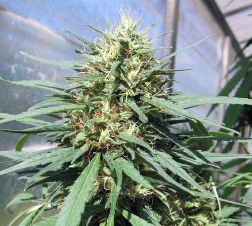 Chocolate Thai Feminized Cannabis Seeds | Chocolate Thai Strain | The Seed Fair