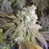 CHR Super OG Feminized Cannabis Seeds | CHR Super OG Strain | The Seed Fair