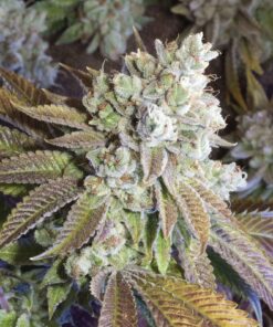 CHR Super OG Feminized Cannabis Seeds | CHR Super OG Strain | The Seed Fair