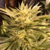 Cinex Feminized Cannabis Seeds | Cinex Feminized Strain | The Seed Fair