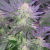 Cluster Bomb Feminized Cannabis Seeds | Cluster Bomb Strain | The Seed Fair