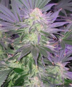 Cluster Bomb Feminized Cannabis Seeds | Cluster Bomb Strain | The Seed Fair