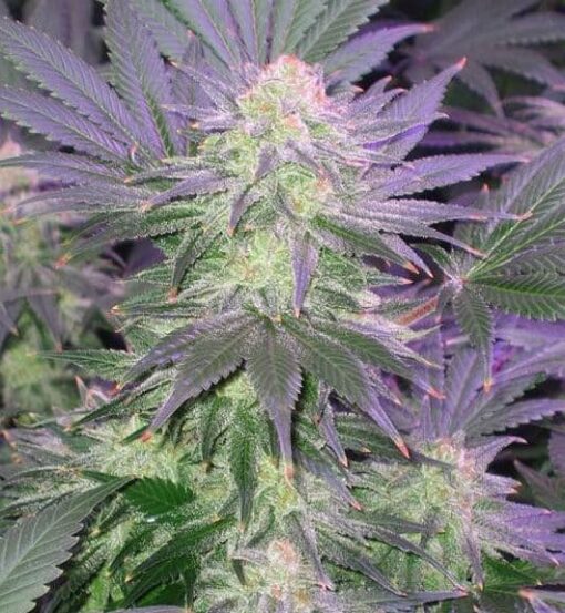 Cluster Bomb Feminized Cannabis Seeds | Cluster Bomb Strain | The Seed Fair